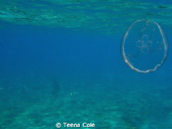Jelly looks transparent. off Boynton Beach, Fl by Teena Cole 